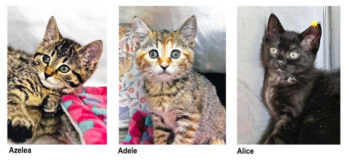 PAWS Bravehearts Pets of the Week
