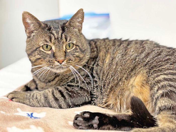 PAWS Bravehearts Pet of the Week