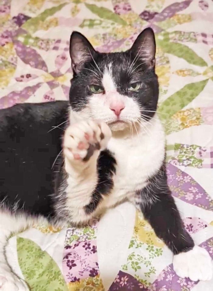 PAWS Bravehearts Pet of the Week