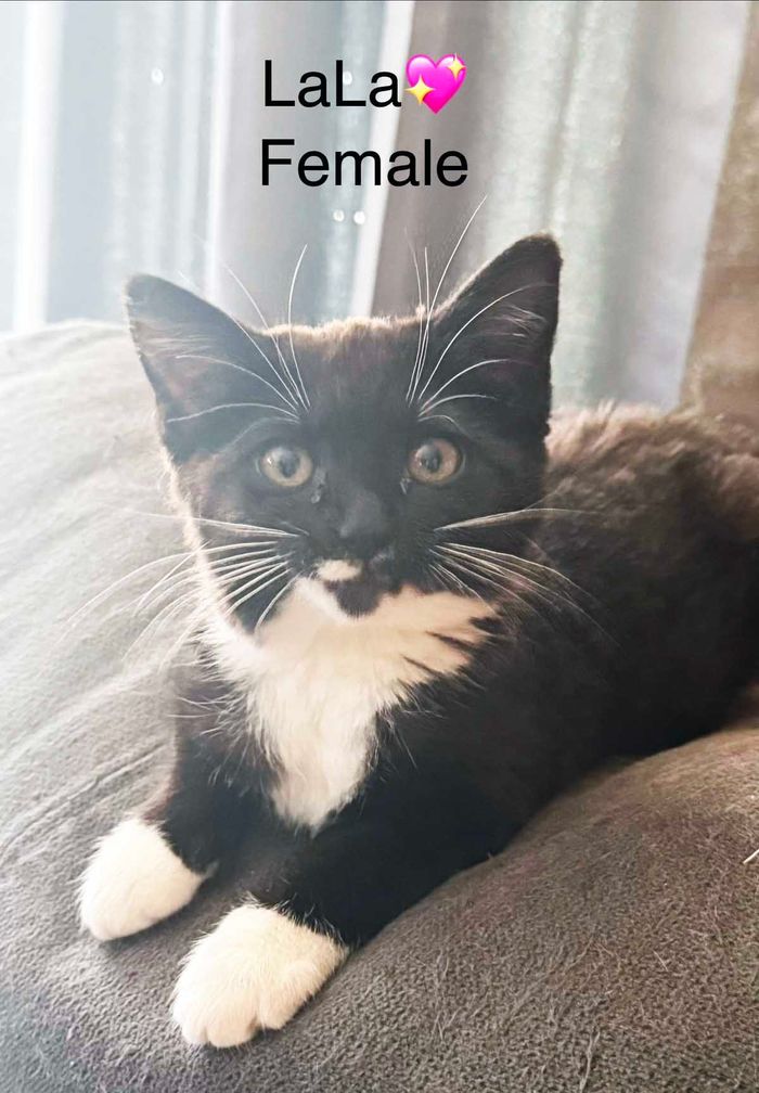PAWS Bravehearts Pet of the Week