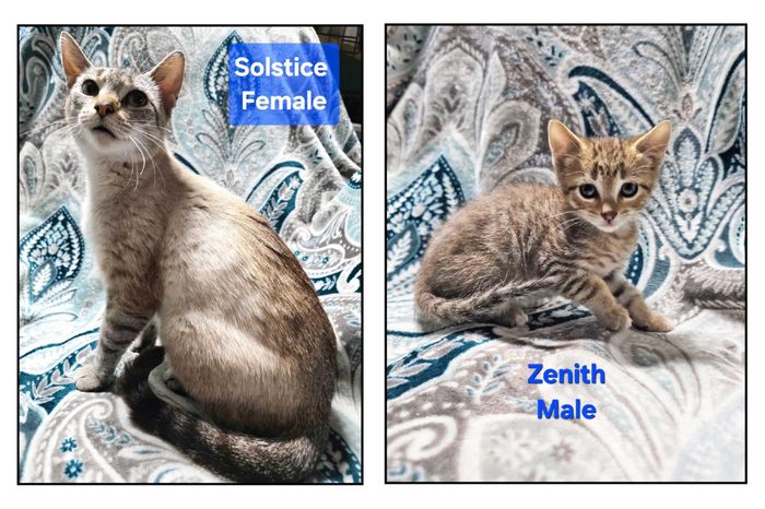 PAWS Bravehearts Pet of the Week