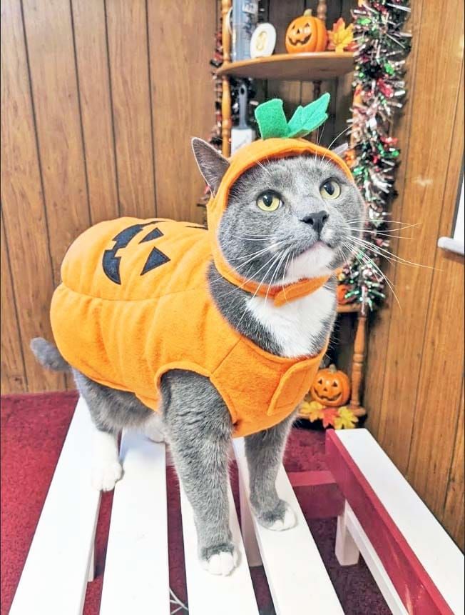ALL TREATS, NO TRICKS!  AN EXCITING HALLOWEEN AWAITS!