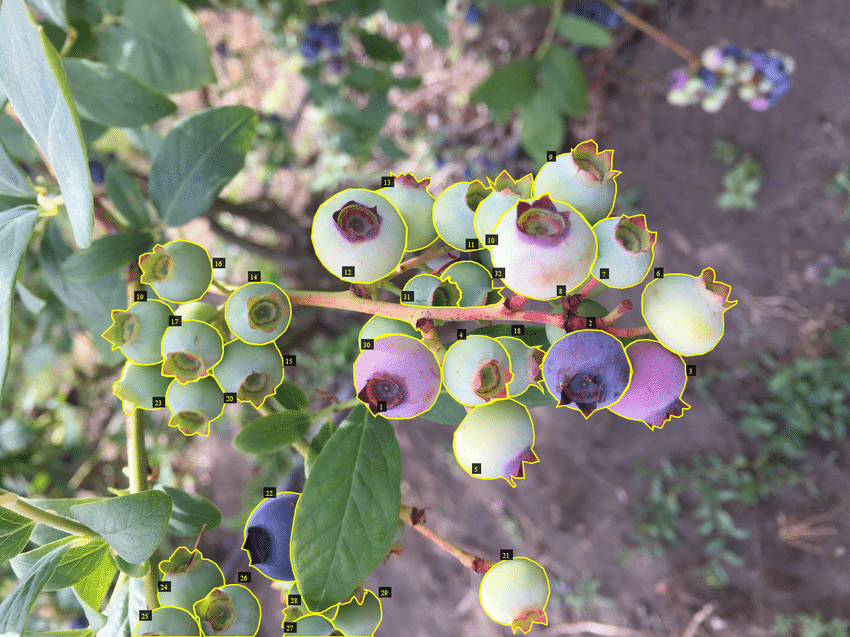 Figure 3: Blueberries image annotation example for instance segmentation.
