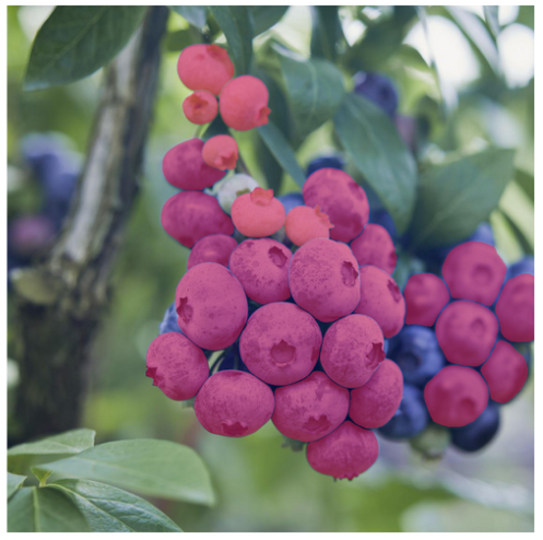 Figure 4: Blueberries image annotation example for semantic segmentation.