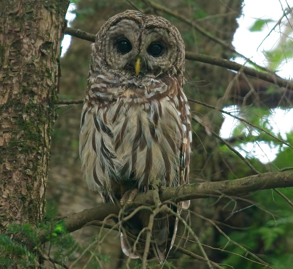 Behind the Lenz: Wildlife & Landscape Photography