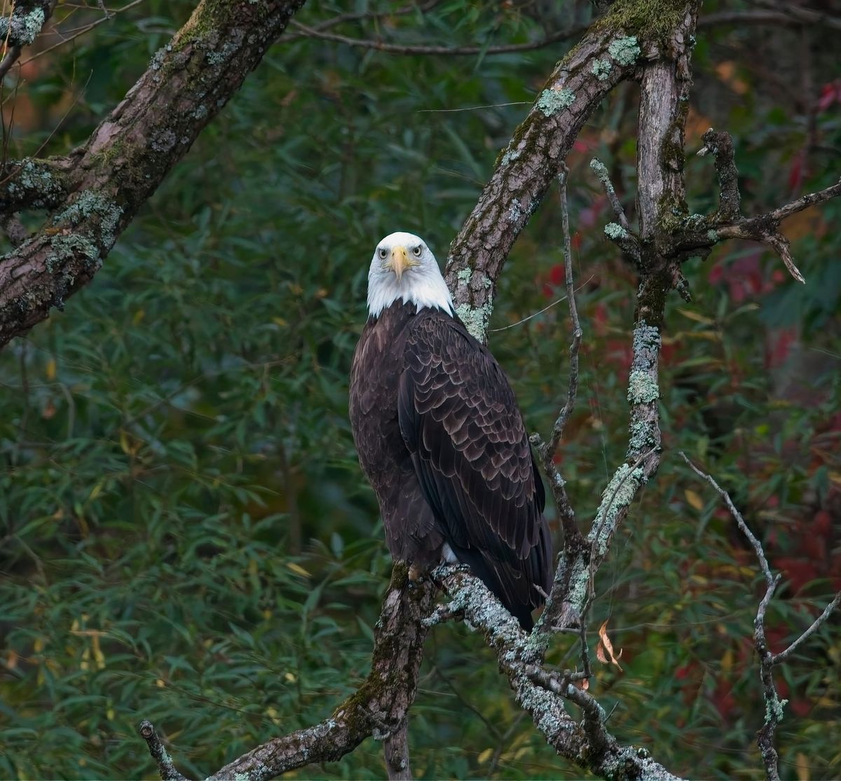 Behind the Lenz - Wildlife & Landscape Photography