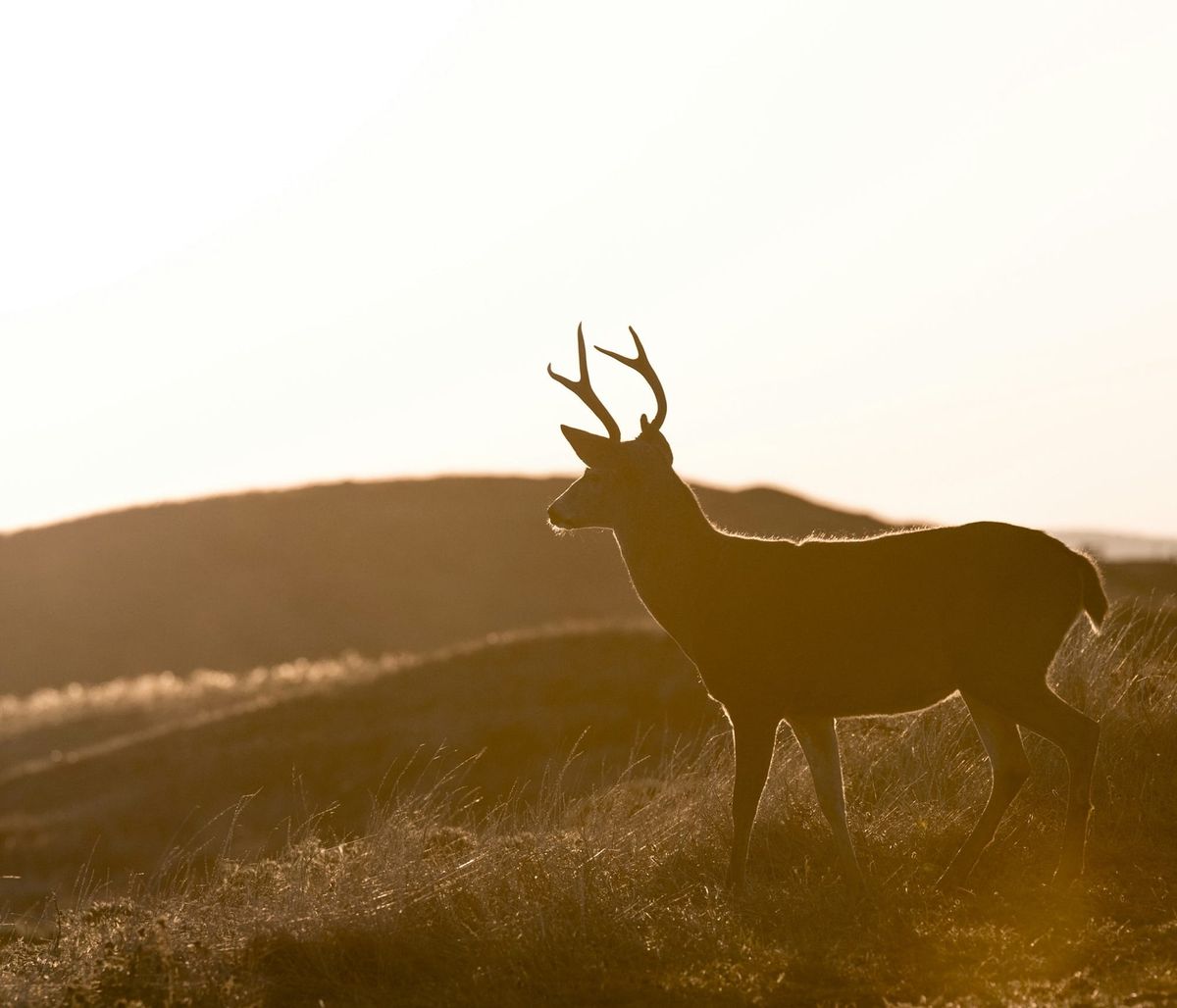 Sunday hunting now legal in Pennsylvania