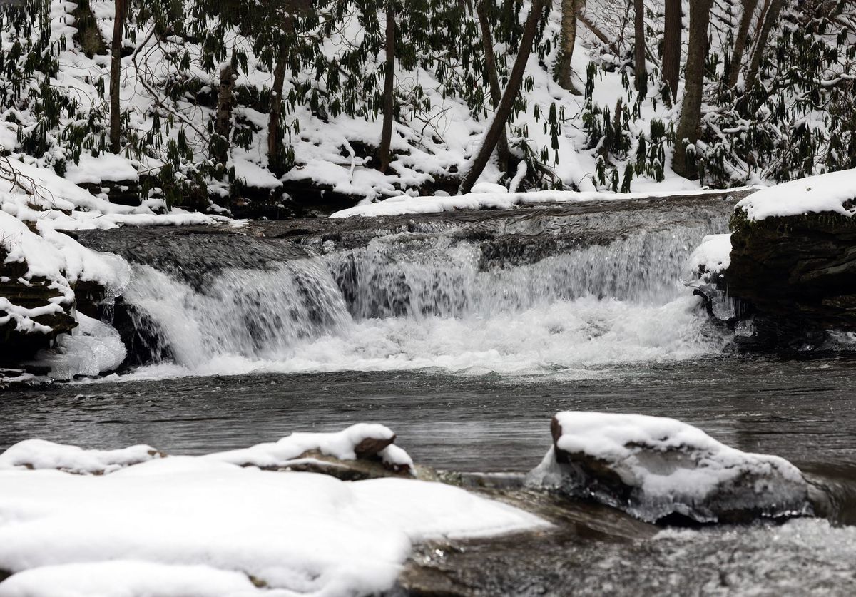 Log Stamps and Crossbills