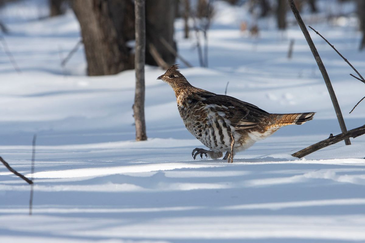 A Winter Grouse House
