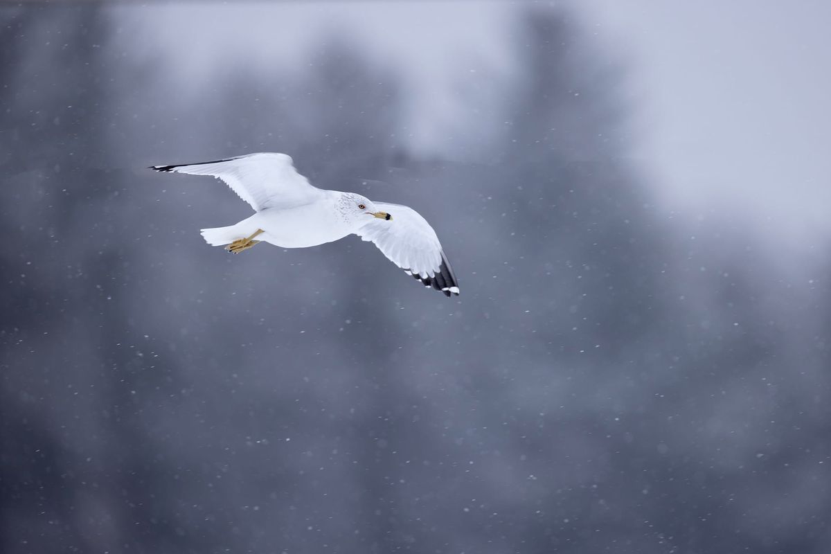 Gulls Town USA