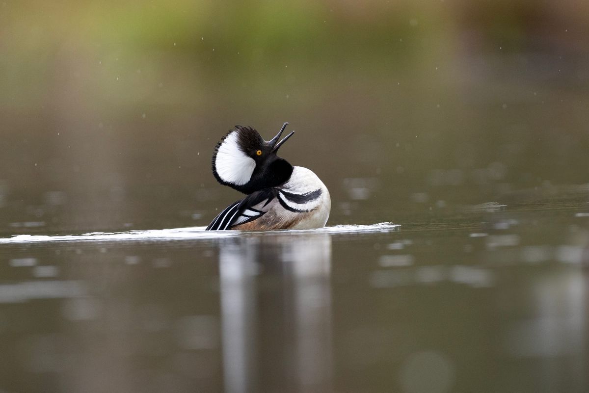 Hooded Dancing in the Rain