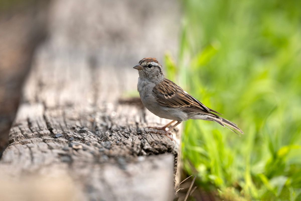 Fall Migration 2026