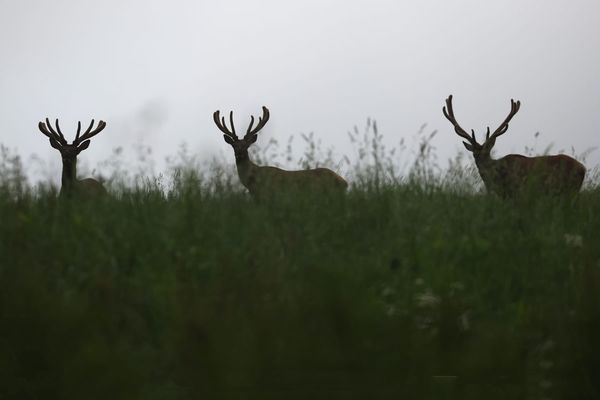 Wandering Aimlessly - Bands of Brothers