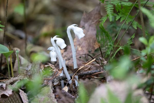 Wandering Aimlessly - Ghost Flower