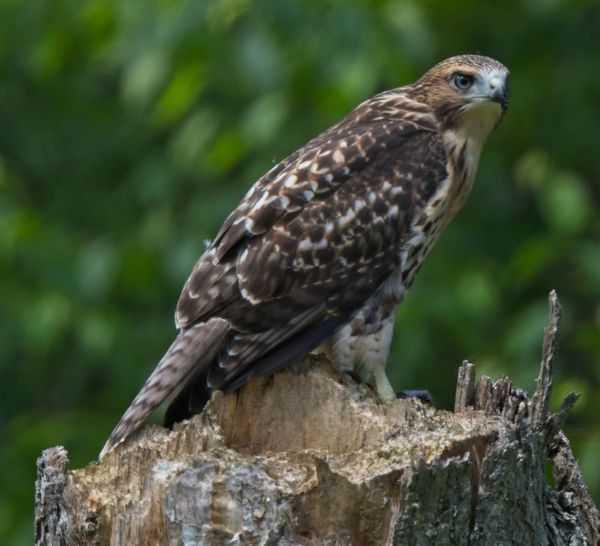 Behind the Lenz: Wildlife & Landscape Photography