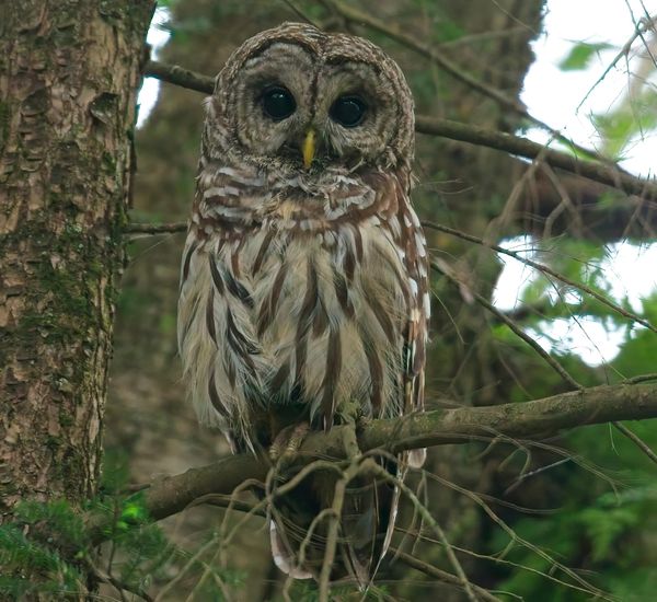 Behind the Lenz: Wildlife & Landscape Photography