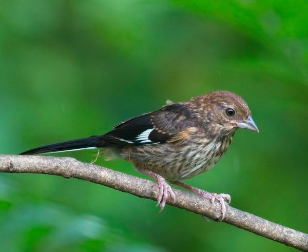 Behind The Lenz - Wildlife & Landscape Photography