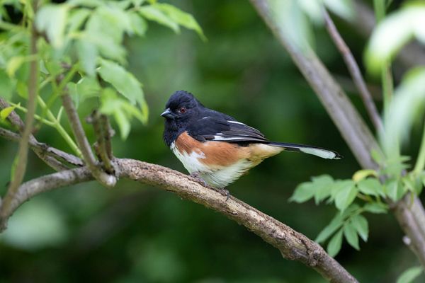 Wandering Aimlessly - Rufous-Sided Towhee