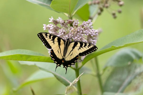 Wandering Aimlessly - Eastern Tiger Swallowtail