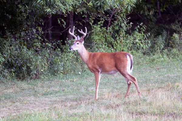 Wandering Aimlessly - 2 X 4 In "Felt"