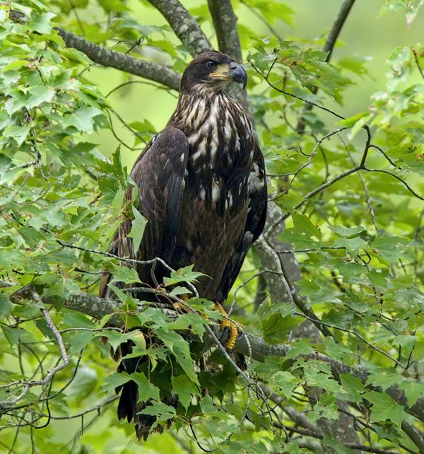 Behind The Lenz - Wildlife & Landscape Photography