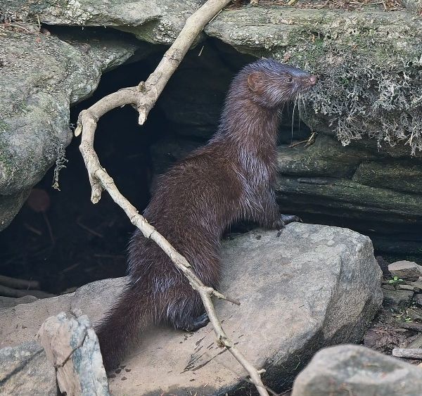 Behind The Lenz - Wildlife & Landscape Photography