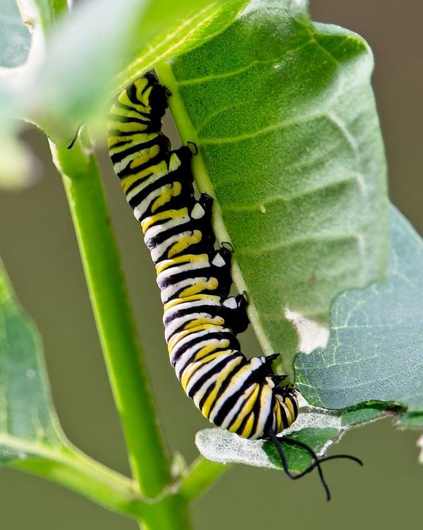 Behind The Lenz - Wildlife & Landscape Photography