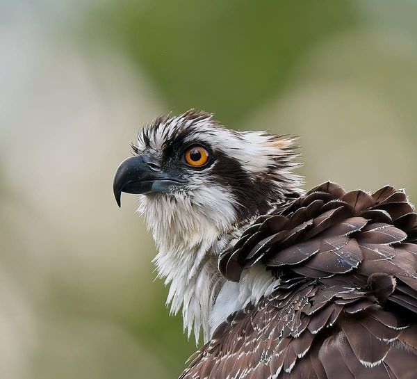 Behind the Lenz - Wildlife & Landscape Photography