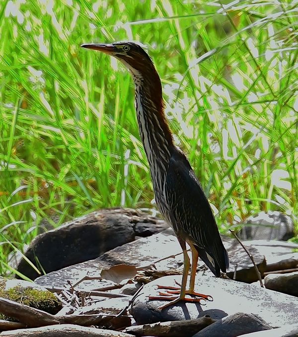 Behind The Lenz - Wildlife & Landscape Photography