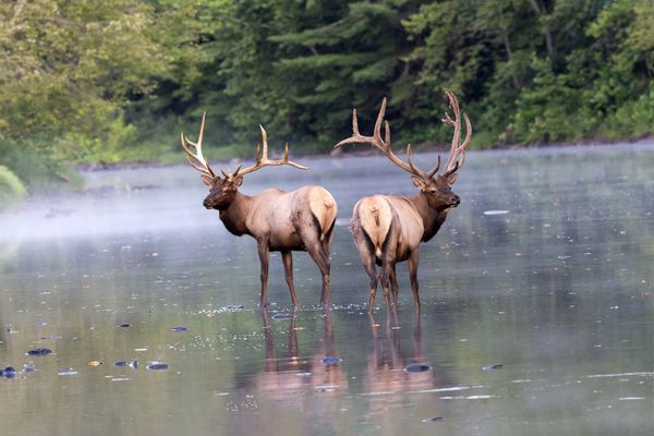Stream Bed Crossings