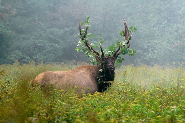 Wandering Aimlessly - Wild Cucumber