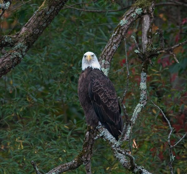 Behind the Lenz - Wildlife & Landscape Photography