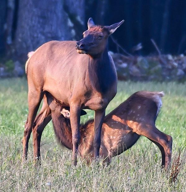 Behind The Lenz - Wildlife & Landscape Photography