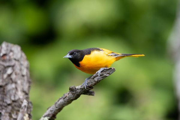 Wandering Aimlessly - Fall Bird Migration