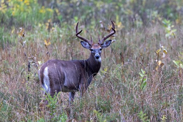 Wandering Aimlessly - Shooter Buck