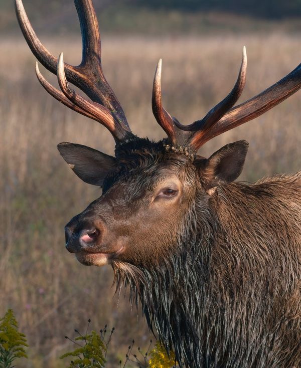 Behind The Lenz - Wildlife & Landscape Photography