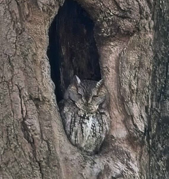 Behind the Lenz - Wildlife & Landscape Photography