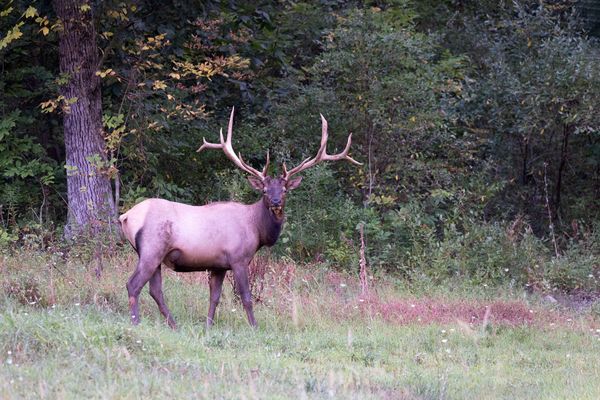 Two New Handlebars, Juniors