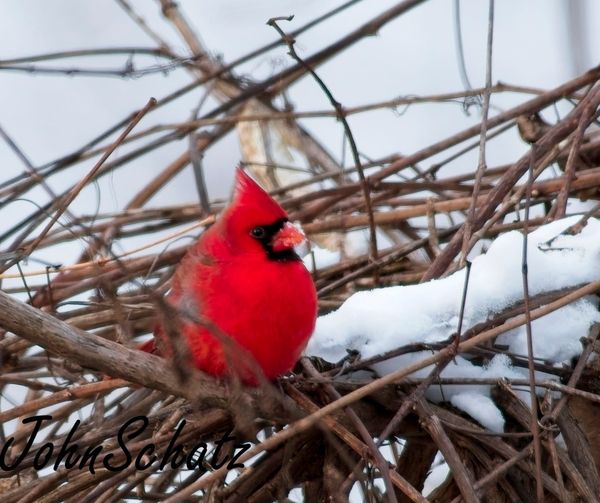 Behind The Lenz - Wildlife & Landscape Photography