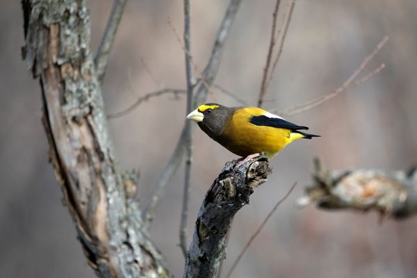 Bird Counts and Deer Recovery