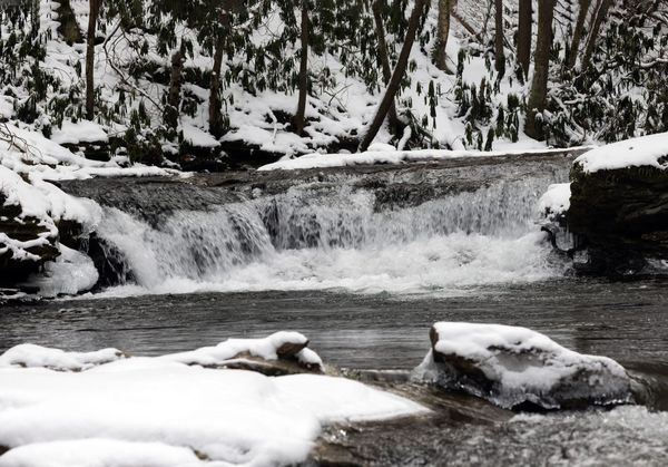 Log Stamps and Crossbills