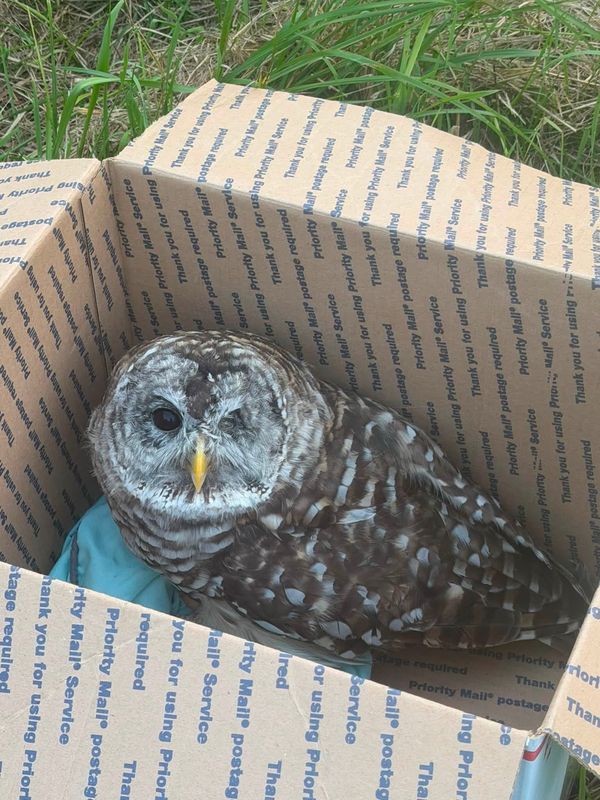 One - Eyed Barred Owl Returns to the Wild After Accident