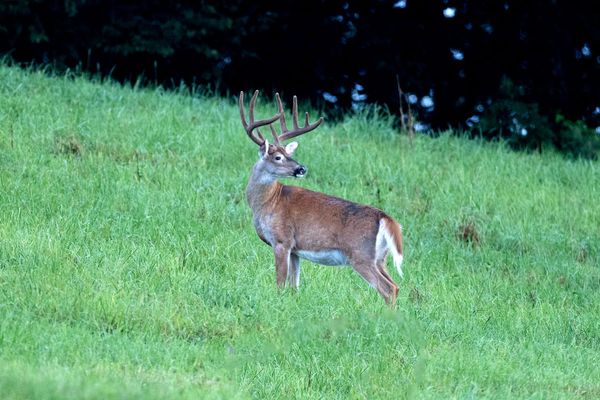 A Big Mountain Buck