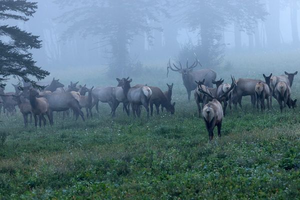 Elk Info 2026