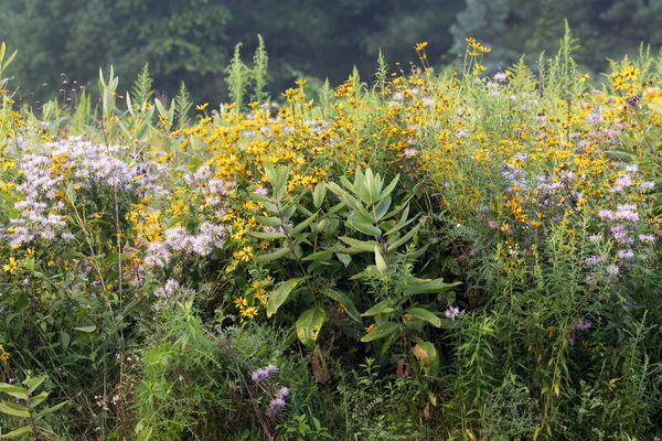End of Summer Flowers