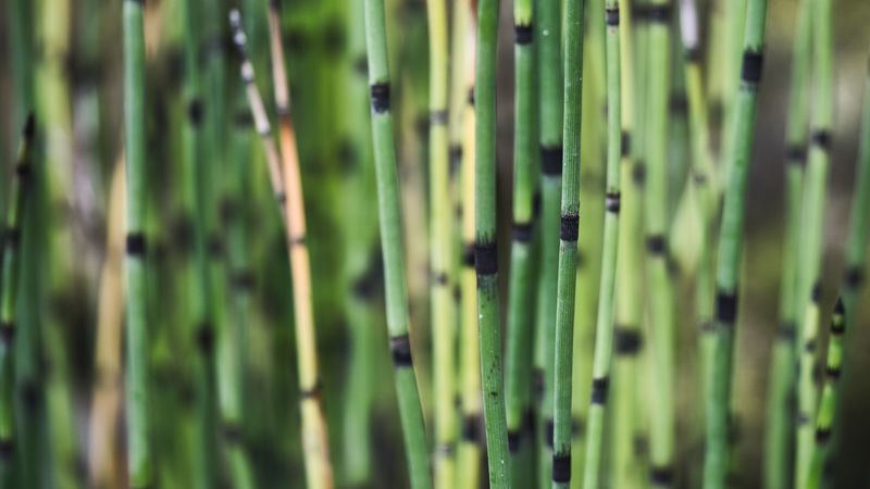 Before/After Sliders in Svelte