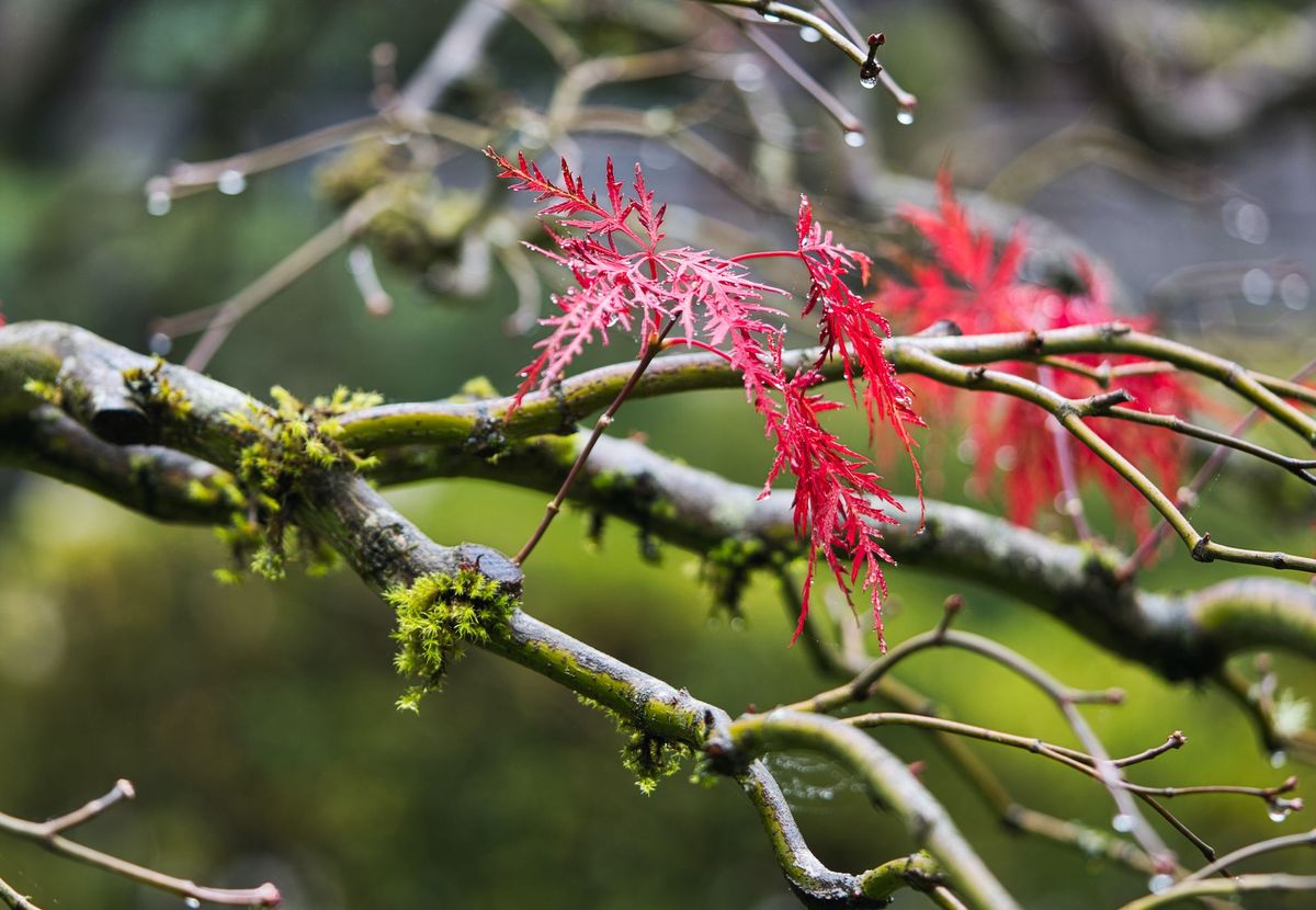 Vanilla JS for React Developers