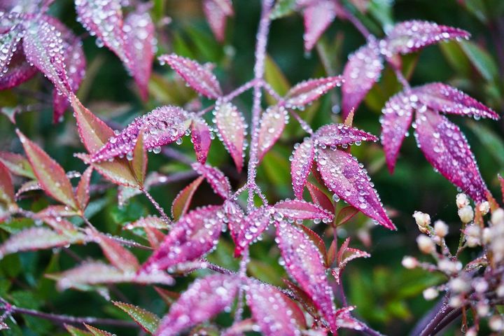 Fetching Data in React's Concurrent Mode