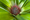 And Still My Pineapple Is Growing
