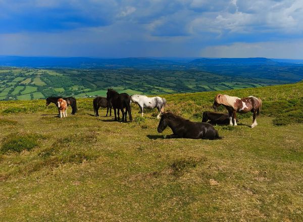 Wild Horse 200 - DNF Report